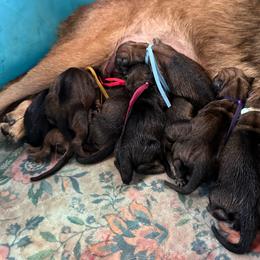 Girl 4 - Red sable female Belgian Malinois puppy in Sheridan, Arkansas from Dark Sky Kennels
