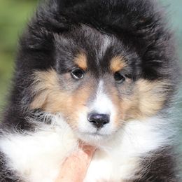 Shetland Sheepdogs from Good Breeder