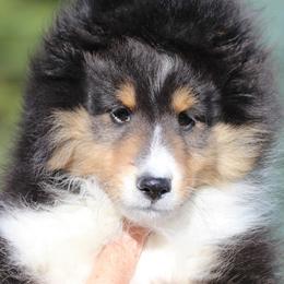 Shetland Sheepdogs from Good Breeder
