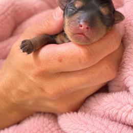 Clark - Black and tan male Yorkshire Terrier puppy in Iron Mountain, Michigan from Celestial Family Terriers (Yooper Yorkies)