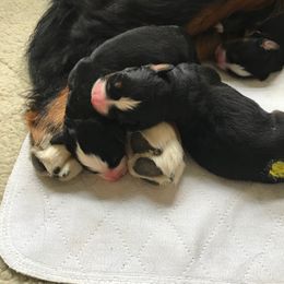 Bernese Mountain Dog Puppies from Locust Hill Berners