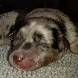 Miniature Australian Shepherd Puppies from KJs Rockin Aussies