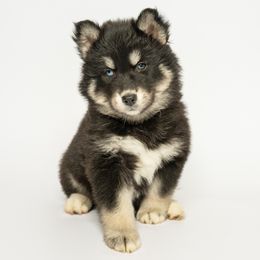 Arwen - Black female Siberian Husky puppy in Meadow Vista, California from Thistle Hill Canine