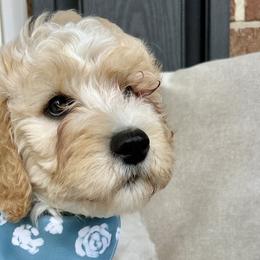 Goldendoodles from Doggone Dixie Doodles