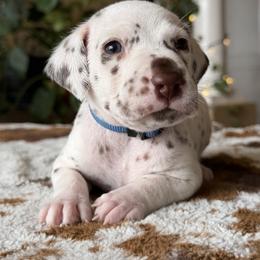 1st pick male - White and black male Dalmatian puppy in Lake Mathews, California from Bully Market