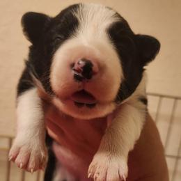 Trinket - Black and white female Border Collie puppy in Ocala, Florida from Oddity Kennels