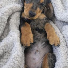 Boy 1 - Dapple male Dachshund puppy in Belle Rive, Illinois from Akin's Miniature Dachshunds, LLC