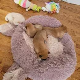 Shiba Inu Puppies from Veronika's Shiba Inus