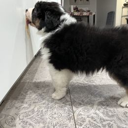 Australian Shepherd Puppies from Cooper Ridge Aussies