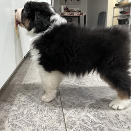 Australian Shepherd Puppies from Cooper Ridge Aussies