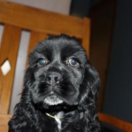 Cocker Spaniels from J and G Cockers