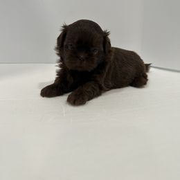 Shih Tzu Puppies from Moore Shih Tzus