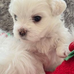 Aspen - Cream male Shichon puppy in Carmel, Indiana from S&S Pups