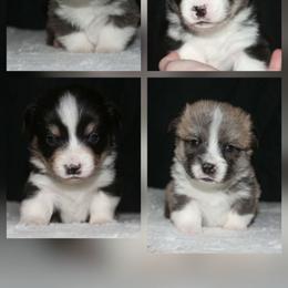 Male 4 - Black and tan male Pembroke Welsh Corgi puppy in Washington from Castle View Royal Rumps