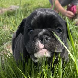 Bulldog and German Shorthaired Pointer Puppies from LyonHeart