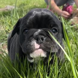 Bulldog and German Shorthaired Pointer Puppies from LyonHeart