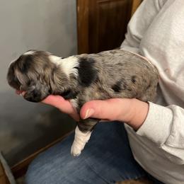 Drake - Silver male Cockapoo puppy in Wellington, Kansas from Brian’s Puppies