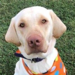 Ava - Labrador Retriever