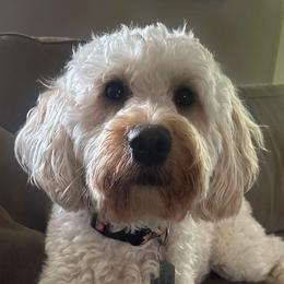 Paris - Goldendoodle