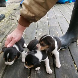 Beagle and Soft Coated Wheaten Terrier Puppies from Blueprint