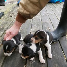 Beagle and Soft Coated Wheaten Terrier Puppies from Blueprint