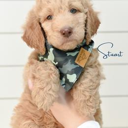 Stewart Bloom - Cream male Goldendoodle puppy in Dayton, Ohio from Perks Court Doodles