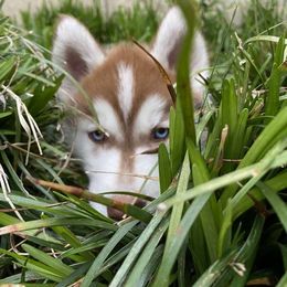 Labrador Retriever and Siberian Husky Puppies from Thornbury Kennel