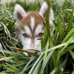 Labrador Retriever and Siberian Husky Puppies from Thornbury Kennel