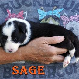 SAGE - Black and white male Shetland Sheepdog puppy in Frazeysburg, Ohio from Mountain High Kennels