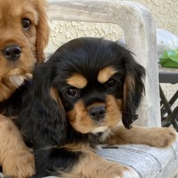 Cavalier King Charles Spaniels and Poodles from Central Coast Standard Poodles & Cavaliers
