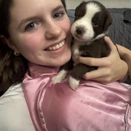 Australian Shepherd and Miniature Australian Shepherd Puppies from Fairfax Aussies