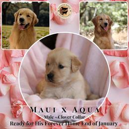 Clover Collar Male - Dark golden male Golden Retriever puppy in Fair Oaks, California from Twisted Ranch Retrievers