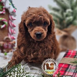 Pebbles - Red  female Poodle puppy in Salem, Missouri from Meadowbrook Poodles