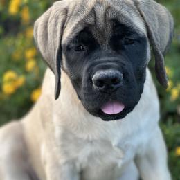 Mastiff Puppies from ScottsCreek Mastiffs