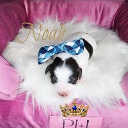 Noah - Parti male Schnoodle puppy in Demorest, Georgia from Royal Cockapoo Playhouse
