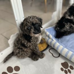 Dunkin - Blue merle male Aussiedoodle puppy in Brevard County, Florida from Enchanting Puppies