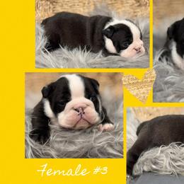 Panda - Brindle female Bulldog puppy in Quinlan, Massachusetts from Wright Way Retrievers