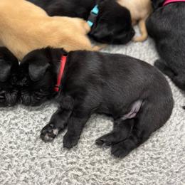 Red - Black male Labrador Retriever puppy in Derby, Kansas from Wheatland Retrievers