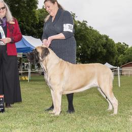 Eva - Mastiff