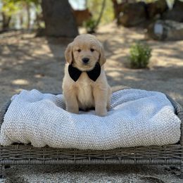 Black - Dark golden male Golden Retriever puppy in Shingle Springs, California from California Spaniels