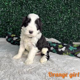 Orange girl - Black and white female Bernedoodle puppy in Modesto, California from Two Doods Doodles