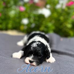 Acorn - Black and white male Cavapoo puppy in Thorndale, Texas from Hattie’s Texas Cavapoos