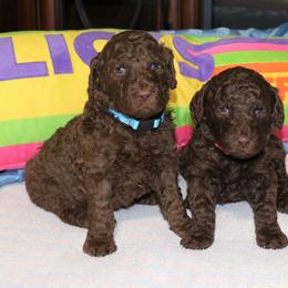 Poodle Puppies from RK'S Pets