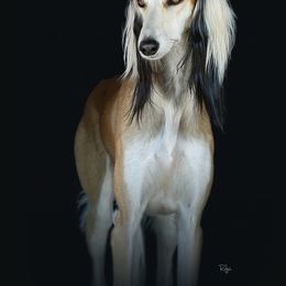 Saluki All Grown Up from Hayat Salukis