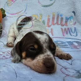 Chocolate pie girl 1 - Chocolate and tan female Dachshund puppy in Herald, California from Bluegum Dachshunds