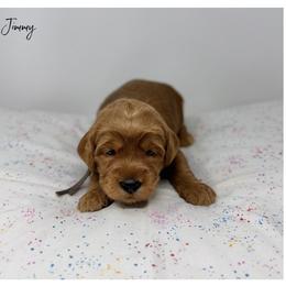 Jimmy - Apricot male Australian Labradoodle puppy in Sacramento, California from Little Farmstead Labradoodles