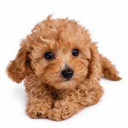 Finley-ToyF1bb - Red female Cavapoo puppy in Warrensburg, Missouri from Supreme Doodles
