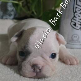 Ghost - Blue female Boston Terrier puppy in Columbia Falls, Montana from Glacier Bark Boston Terriers