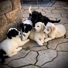 "Yin, Oreo, Starry Prince, Dreamer & Princess Poppy. " Double Doodle Puppies from Móraí’s Doodles