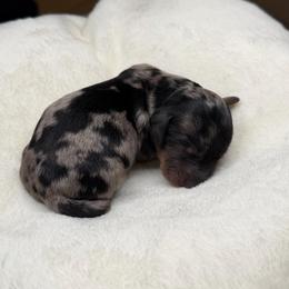 Black Dapple Boy - Dapple male Dachshund puppy in Bakersfield, California from Pretty Dachshunds 661